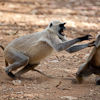 Monkeys